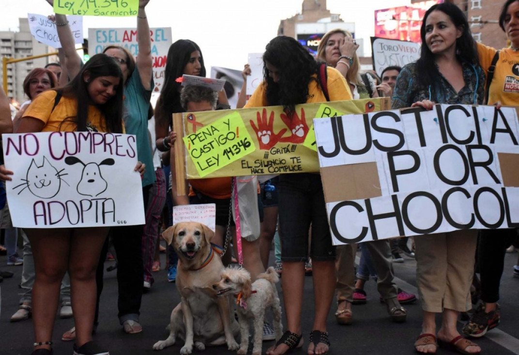 imagen Perspectiva animalista: piden nuevas leyes y que las penas por maltrato sean más duras