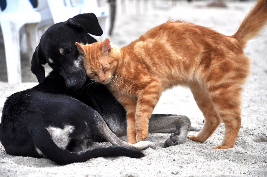 imagen En detalle: cuáles son los principales puntos del proyecto de Ley de Bienestar Animal