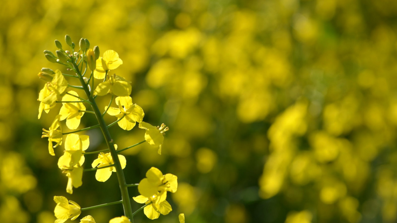 imagen El aceite de colza es el nuevo oro negro ecológico