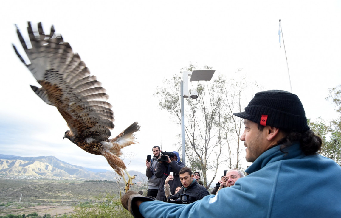 imagen Liberaron 60 aves