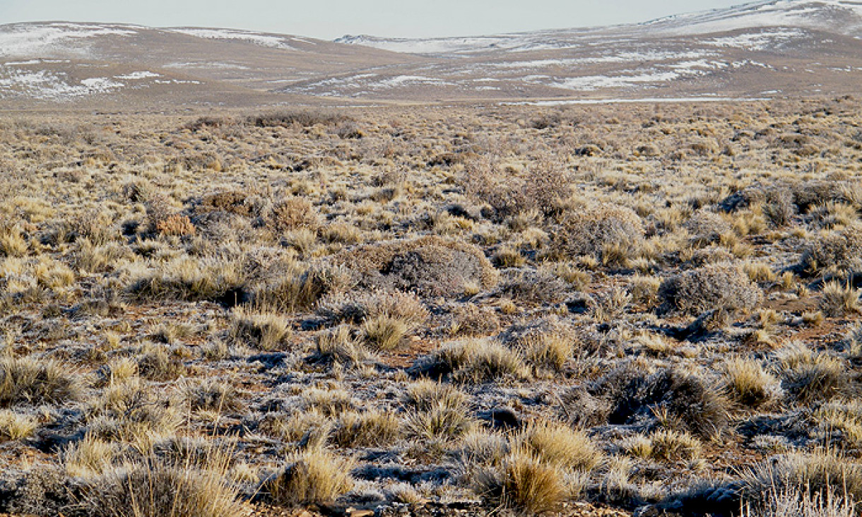imagen Las gramíneas nativas forrajeras 
