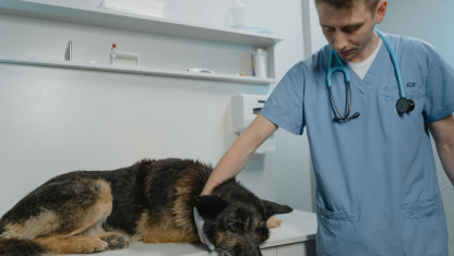 imagen ¿Por qué es importante mantener a nuestros animales protegidos de pulgas y garrapatas?