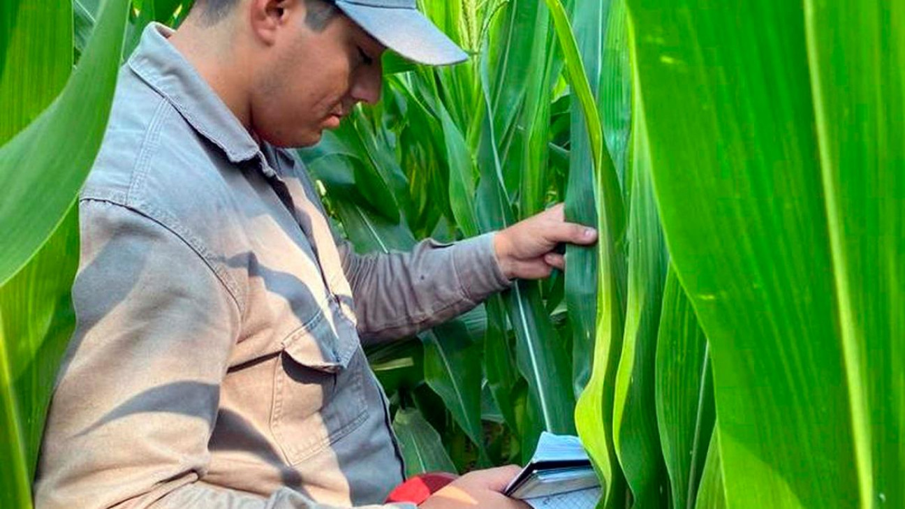 imagen Agua oxigenada para cuidar los cultivos de maíz, un proyecto universitario que sorprende en el NEA
