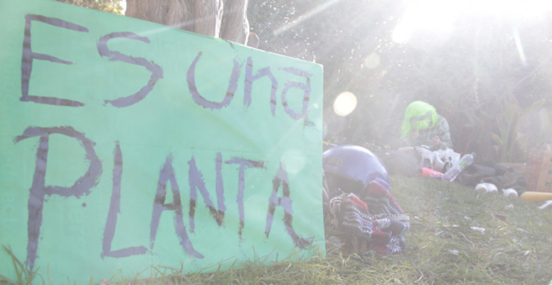 imagen Una multitud se "plantó" por la despenalización del cultivo y consumo de marihuana