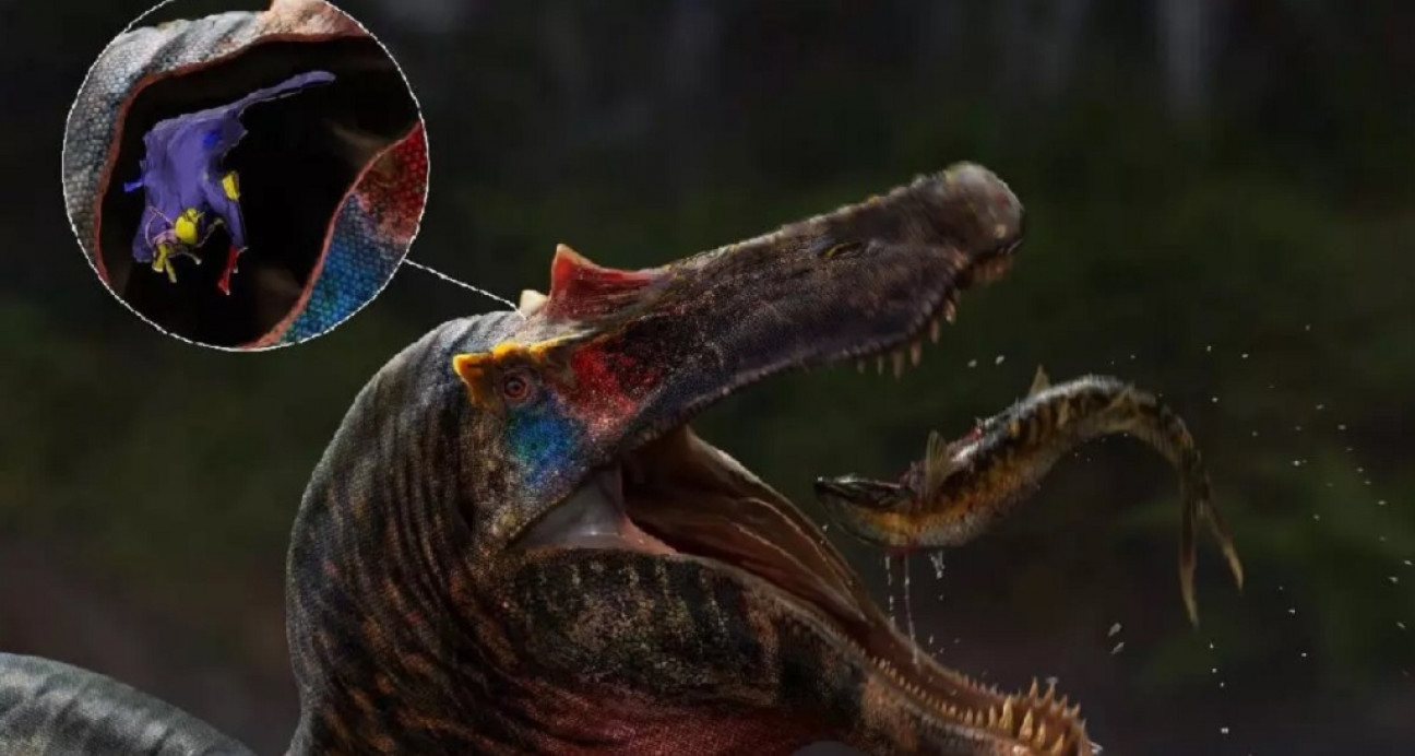 imagen Investigadores descubren cómo eran los cerebros de los espinosaurio más antiguos