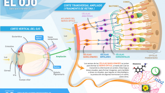 imagen Descubren un nuevo tipo de células fotosensibles en el ojo