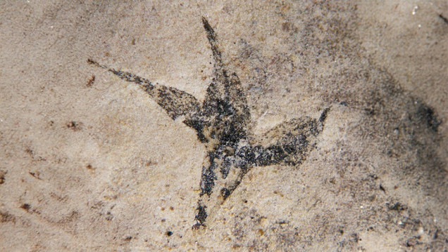 imagen "Pequeña estrella del sur": hallan la flor más antigua de Argentina