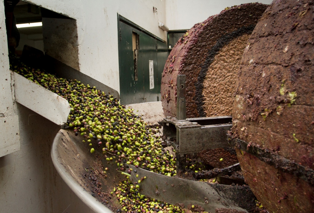 imagen Agrarias duplicó su producción de aceite de oliva en un año 
