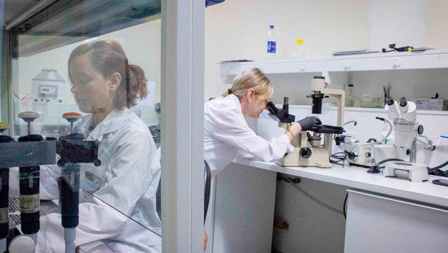 imagen Parkinson: un equipo del Conicet apuesta a una terapia de origen biológico