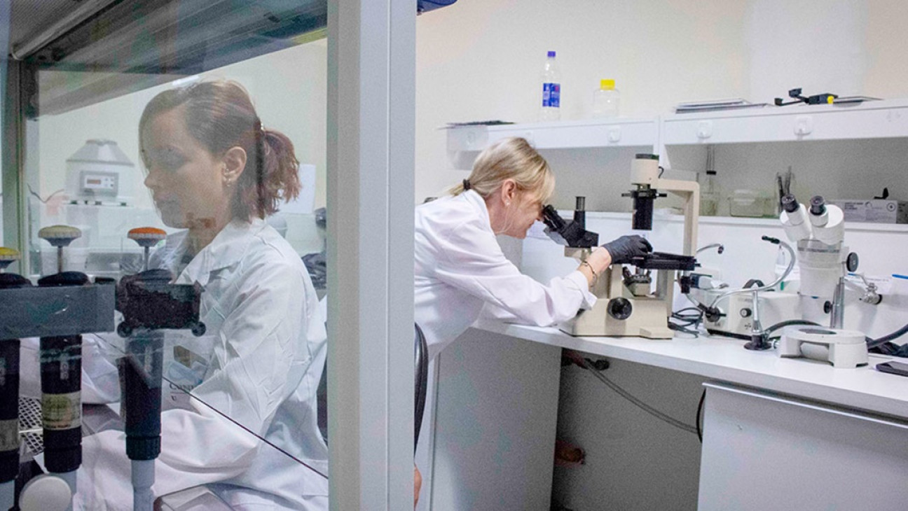 imagen Parkinson: un equipo del Conicet apuesta a una terapia de origen biológico