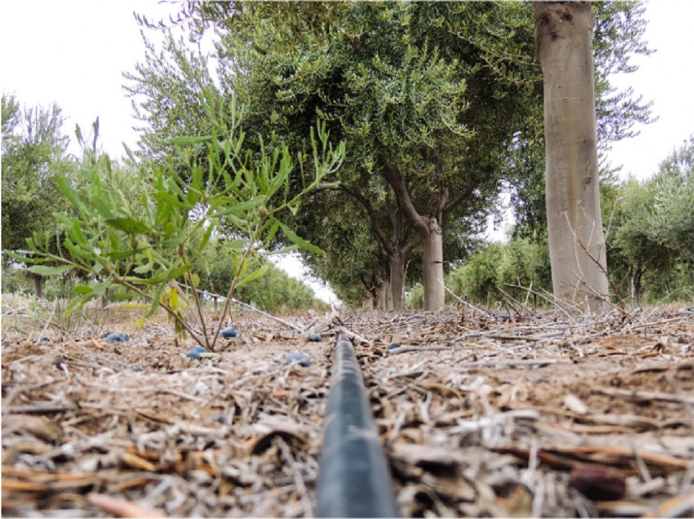 imagen Cómo ha sido el reordenamiento ecológico y territorial del olivo en Cuyo
