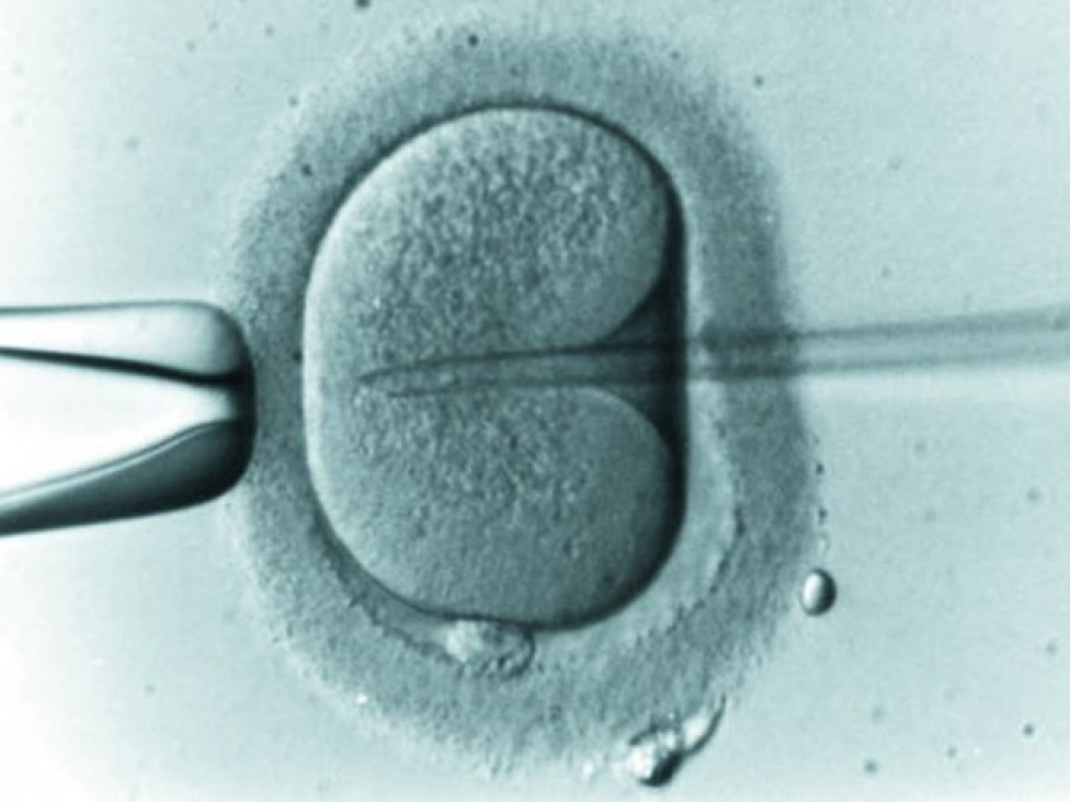 imagen El Senado busca debatir el proyecto sobre fertilización asistida