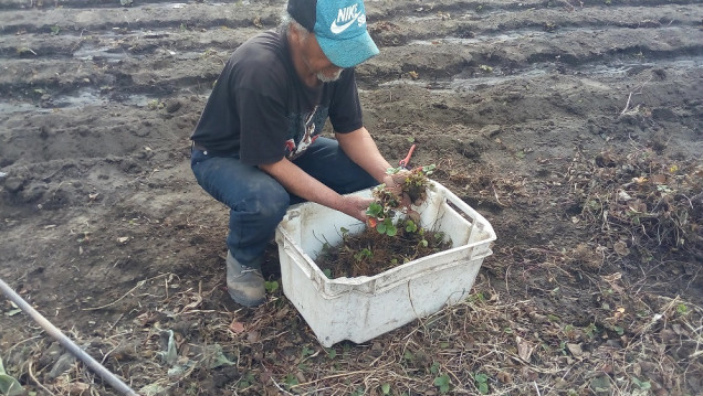 imagen Familias campesinas resisten el desalojo de las tierras en que producen hace 20 años