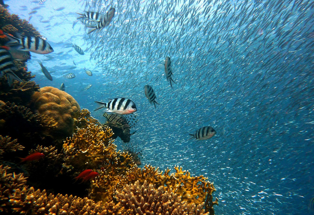 imagen Uno de cada tres peces se pesca "a escondidas"