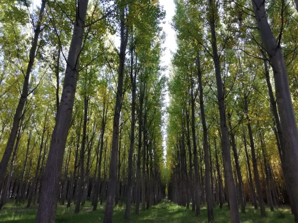 imagen Las plantaciones forestales almacenan 70 millones de toneladas de carbono orgánico