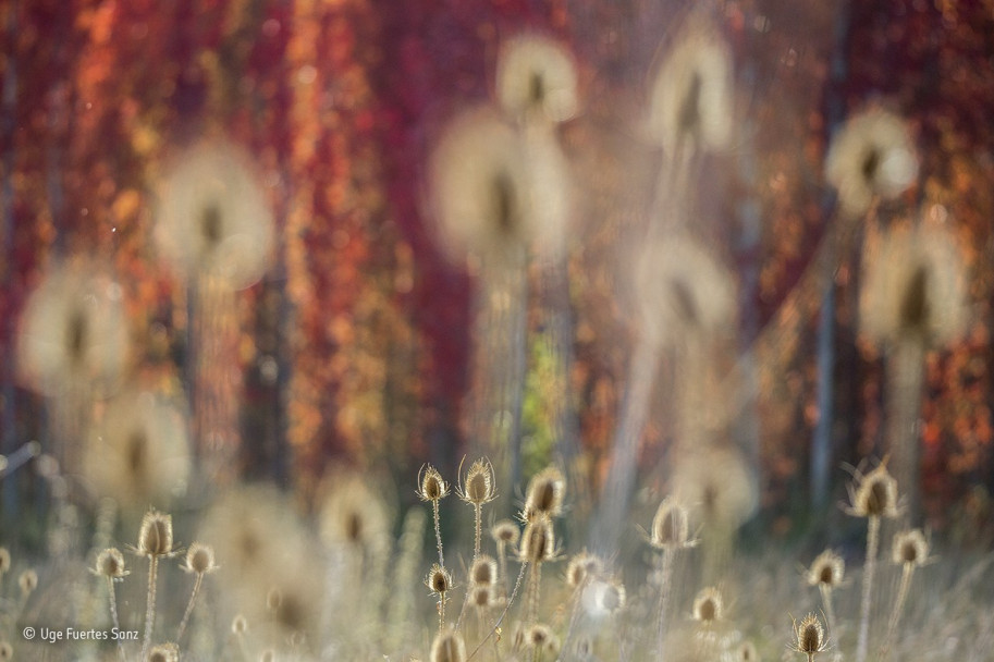 imagen Estas son las fotos ganadoras del concurso Wildlife Photographer of the Year