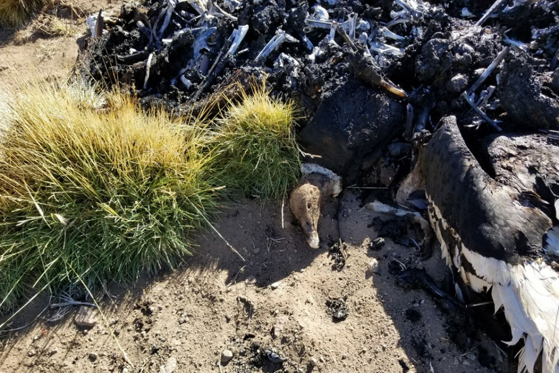 imagen Confirman que los 34 cóndores fueron envenenados con un poderoso pesticida