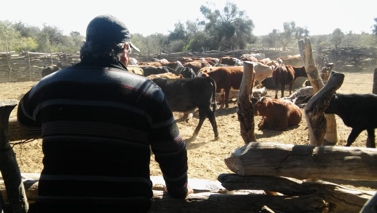 imagen Mendoza declaró la Emergencia Agropecuaria por los efectos de la sequía
