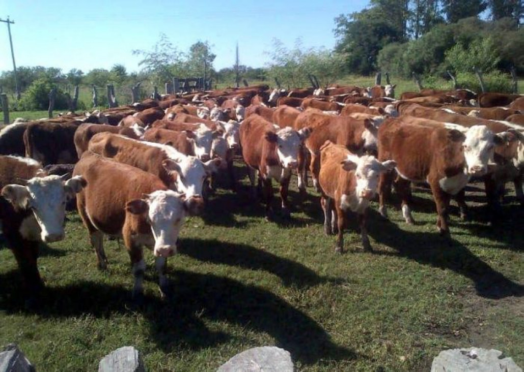 imagen Por primera vez no habrá reina de la Ganadería y elegirán embajadora