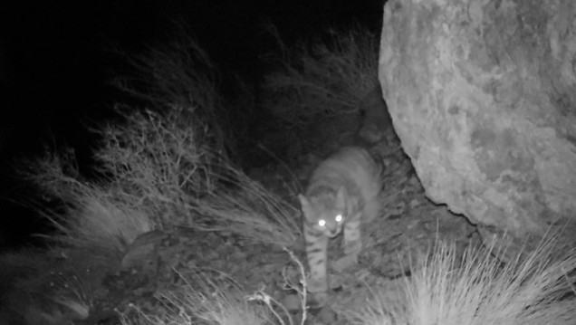 imagen Cómo fue el proceso para el avistaje inédito de un gato andino en Uspallata
