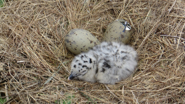 imagen Por qué los huevos de las aves son ovalados