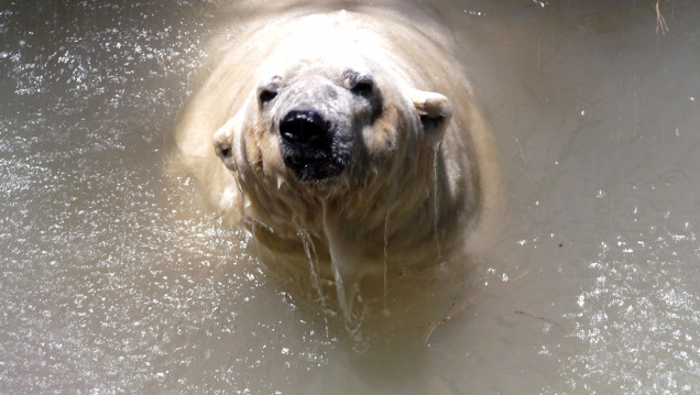 imagen Greenpeace: "Arturo fue un caso testigo"