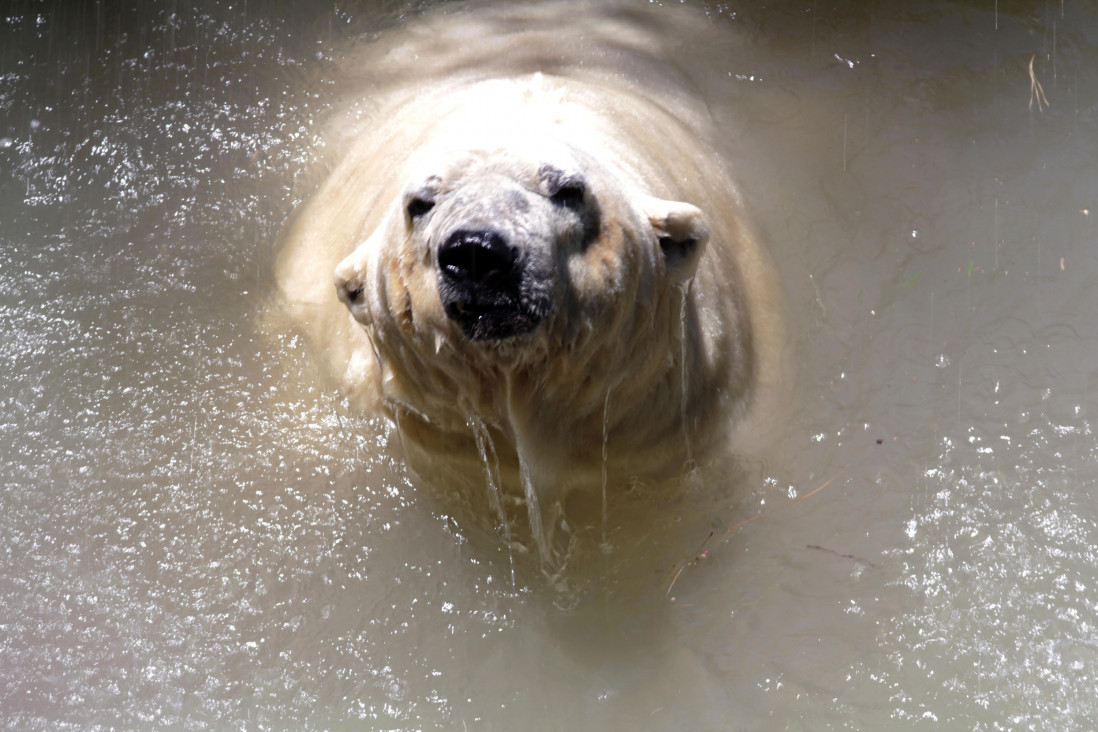 imagen Greenpeace: "Arturo fue un caso testigo"