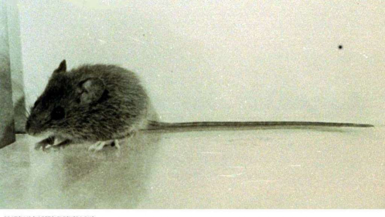 imagen Hantavirus: La mujer pudo haberse contagiado en Mendoza