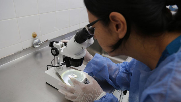 imagen Hongos, la alternativa que investigan en Argentina para reemplazar el uso de los agroquímicos