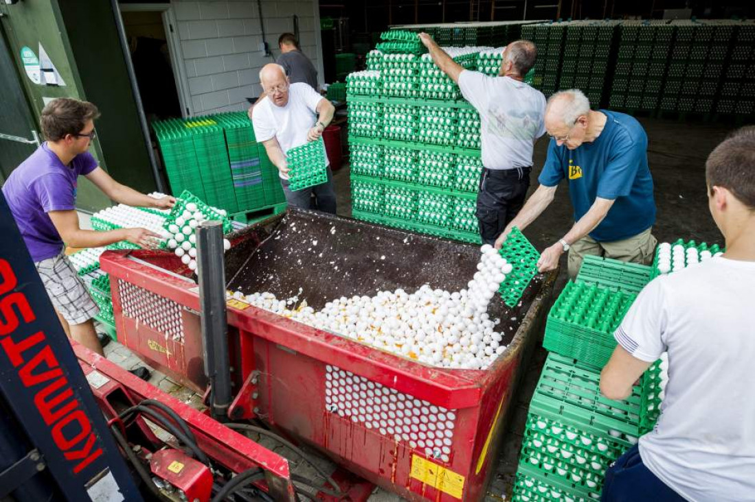 imagen Ya son 17 los países europeos afectados por huevos contaminados con un insecticida