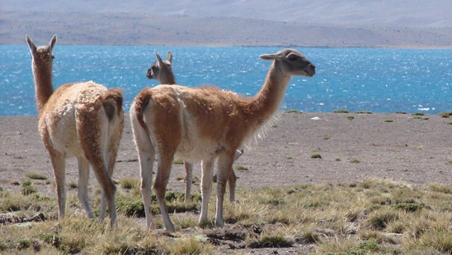 imagen Aniversario del Iadiza: 50 años de investigaciones sobre la biodiversidad y los ecosistemas áridos