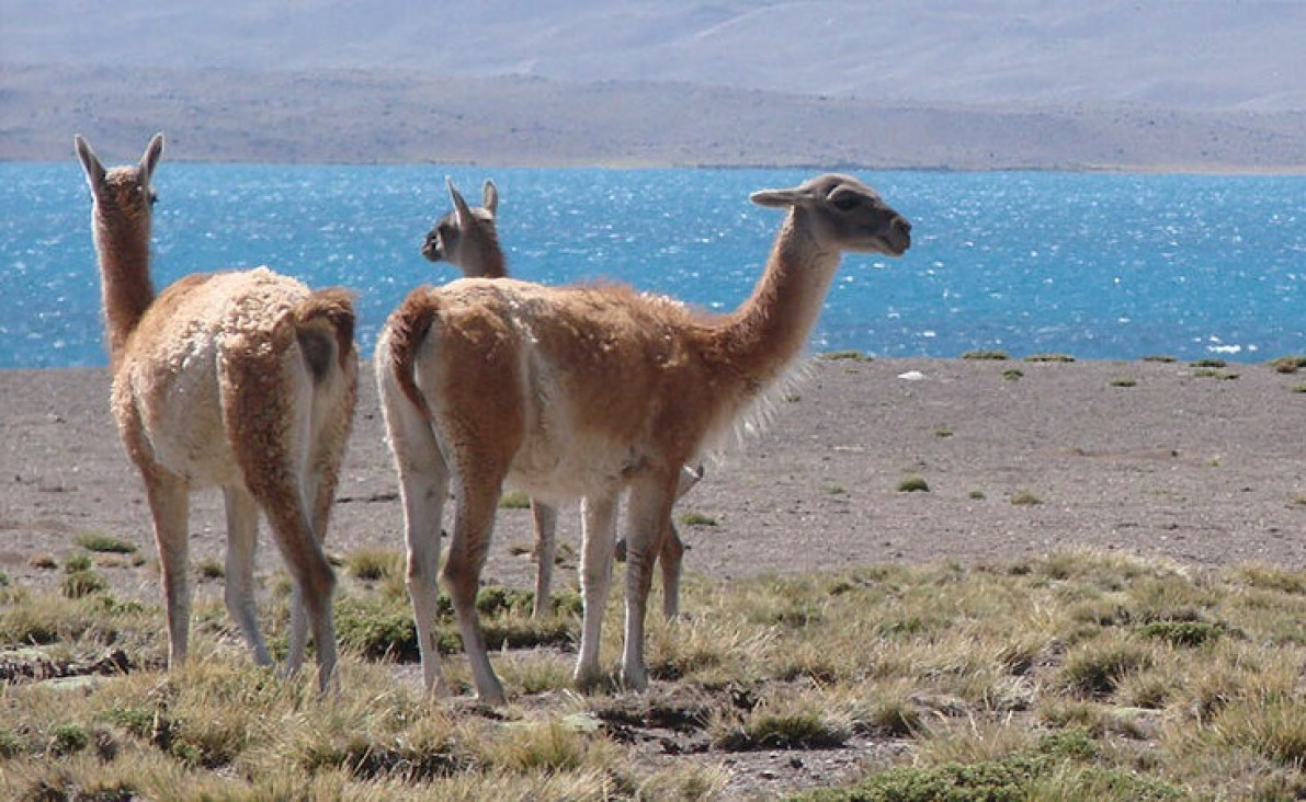 imagen Aniversario del Iadiza: 50 años de investigaciones sobre la biodiversidad y los ecosistemas áridos