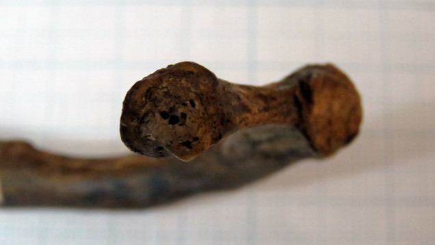 imagen Avance para la antropología forense: desarrollan un novedoso método para estimar la edad de muerte