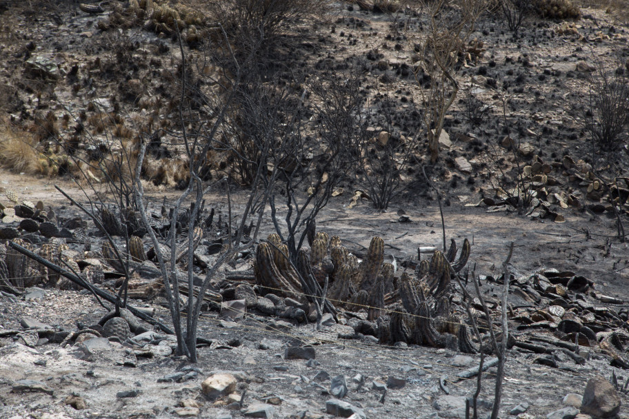 imagen Así quedó el Cerro Arco después del incendio