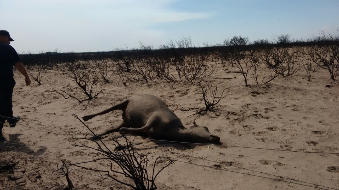imagen Sin lluvias es difícil apagar las llamas en Alvear