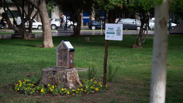imagen "Casitas" para insectos: nueva estrategia para control biológico de plagas 