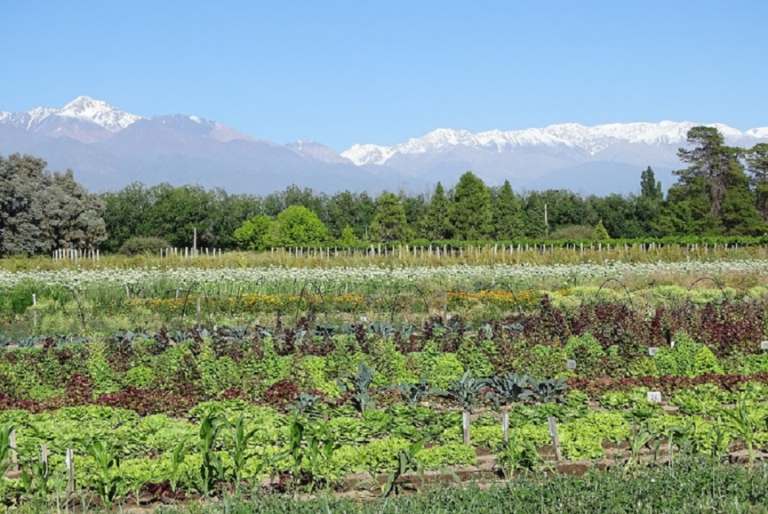 imagen La agricultura regenerativa se extiende en la región de Cuyo