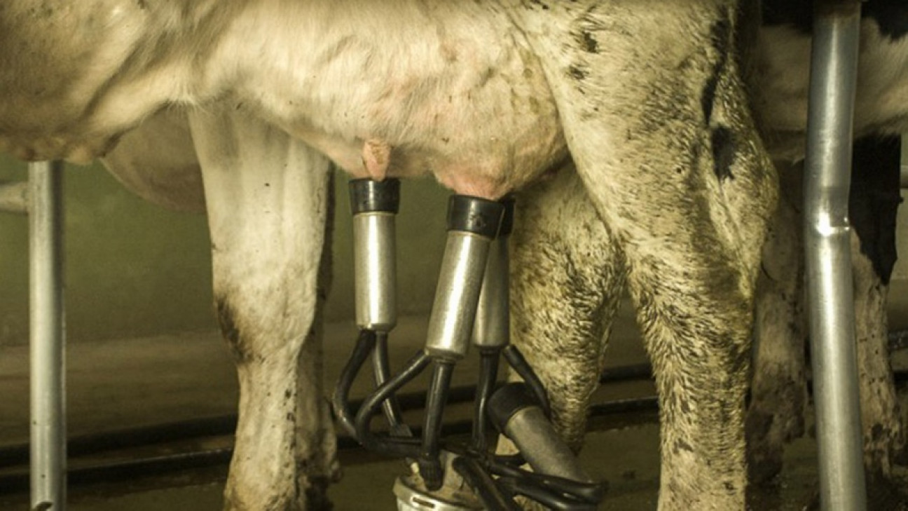 imagen El INTA desarrolló la primera vacuna del mundo contra el virus de la Leucosis Bovina
