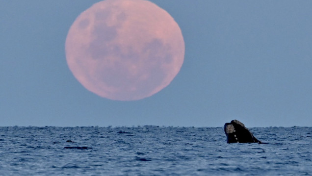 imagen La superluna del ciervo, más grande y luminosa, ya puede verse en Argentina