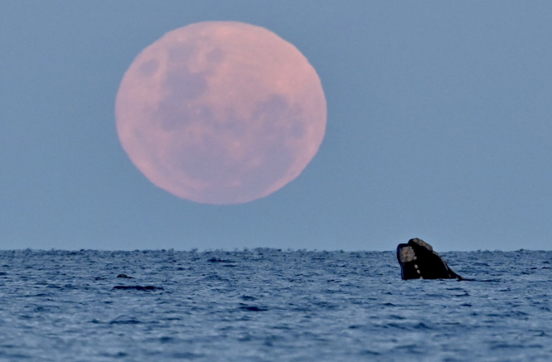imagen La superluna del ciervo, más grande y luminosa, ya puede verse en Argentina