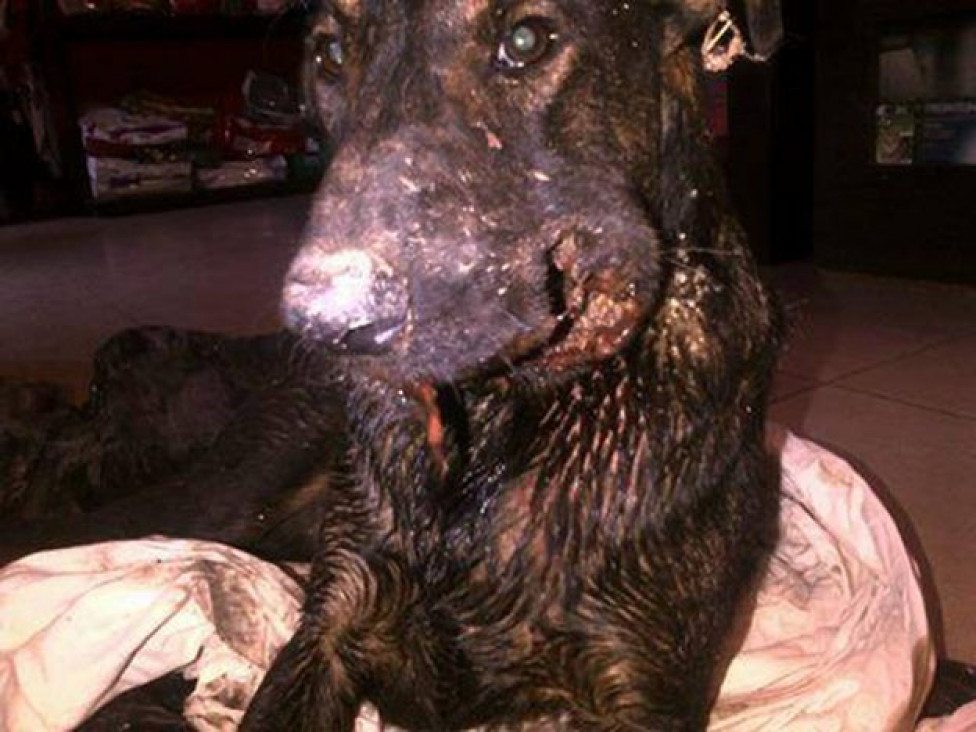 imagen Otro caso de maltrato animal