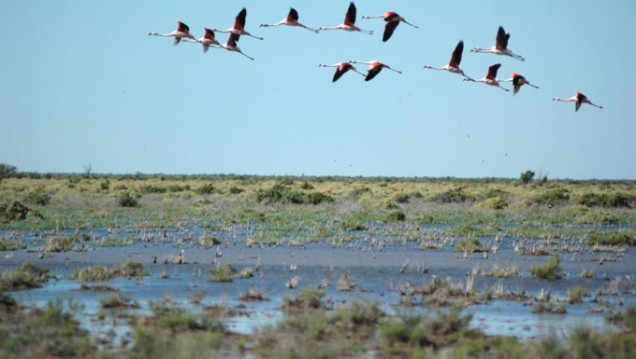 imagen En el día de las lagunas de Llancanelo y Guanacache