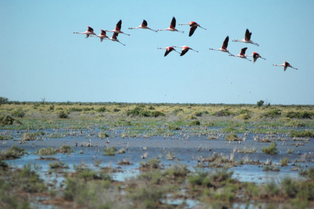 imagen En el día de las lagunas de Llancanelo y Guanacache