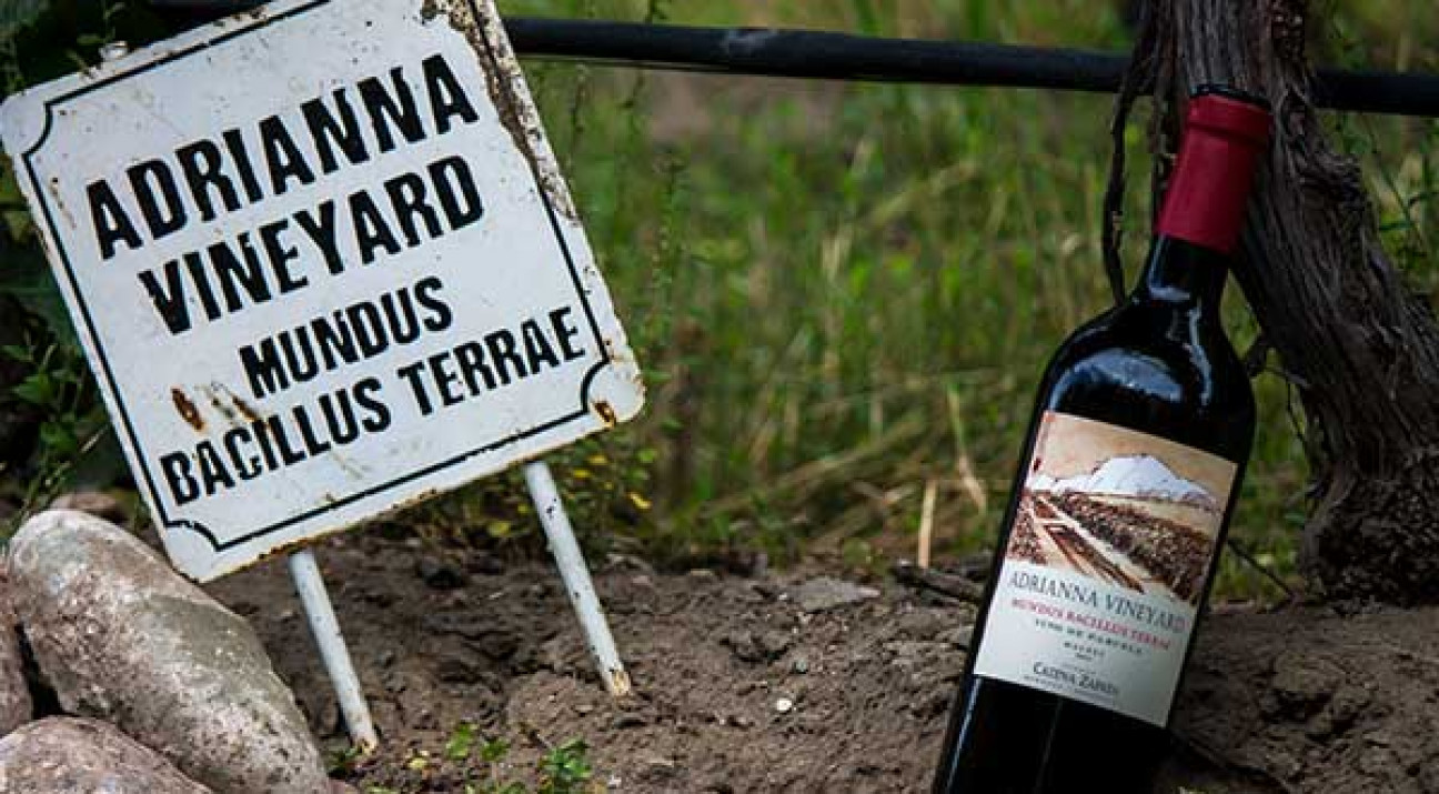 imagen Malbec para todos: el más barato, el más caro y el más popular