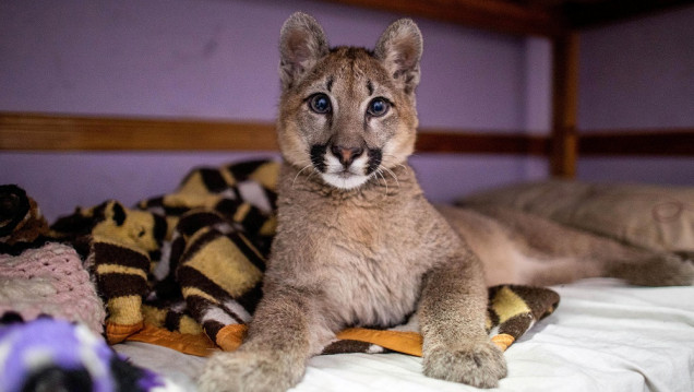 imagen Lola Limón, una puma de tres años, fue declarada "animal no humano sujeto de derechos"