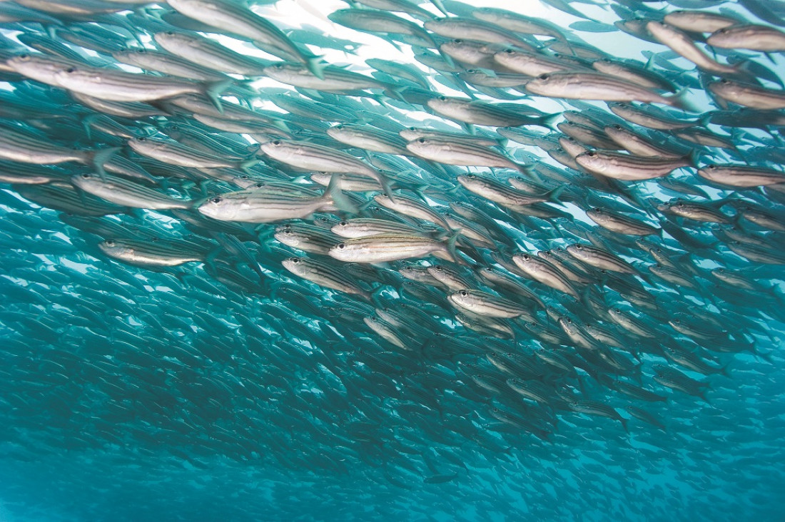 imagen Cómo el cambio climático impactó en las especies del mar Argentino