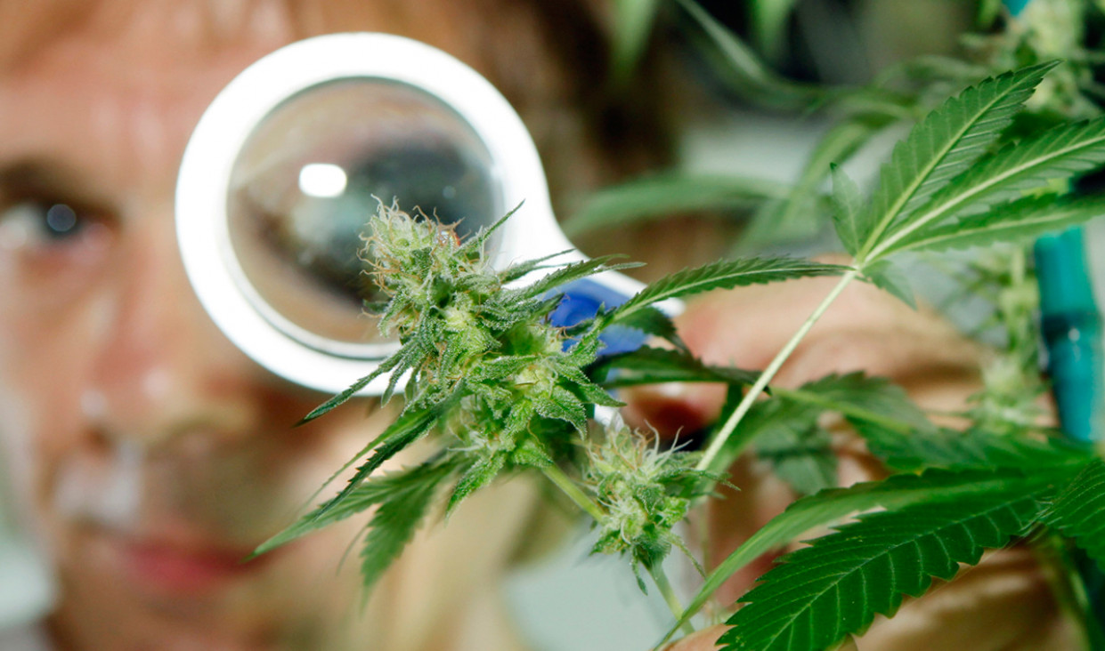 imagen Saracco: "Hay un interés por hacer ver a la marihuana como una droga buena"