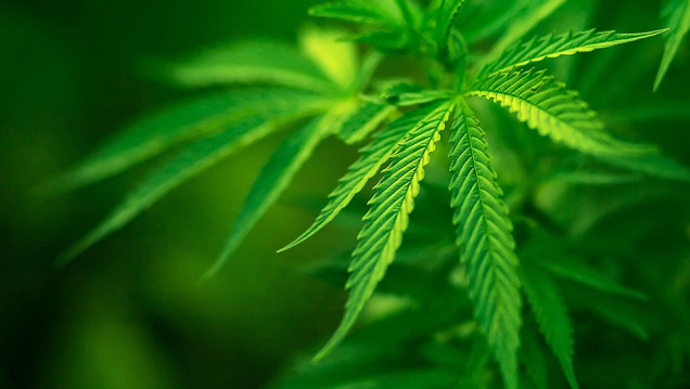 imagen La marihuana en la mesa de debate