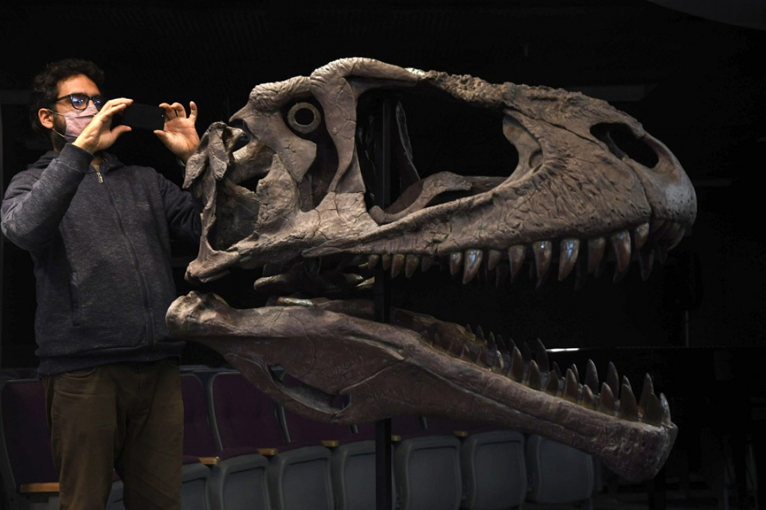 imagen "Meraxes gigas", el gigantesco dinosaurio carnívoro hallado en Argentina 