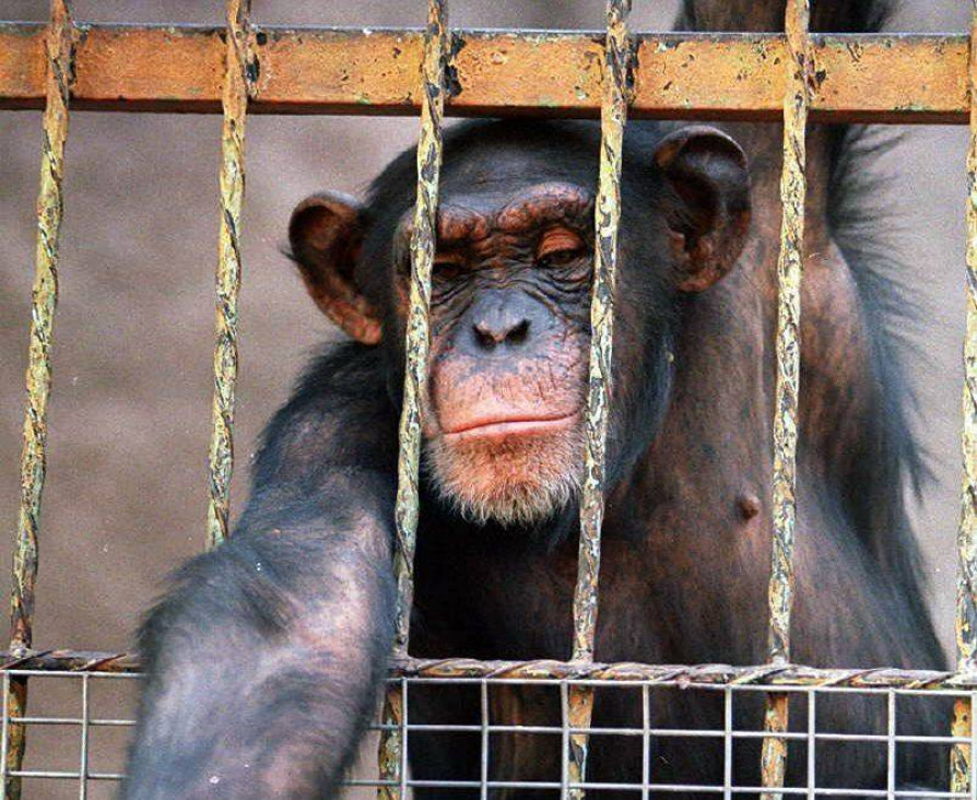 imagen Rechazaron el recurso de hábeas corpus para la chimpancé Cecilia